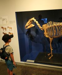 MUSÉE DE PRÉHISTOIRE DE SOLUTRÉ