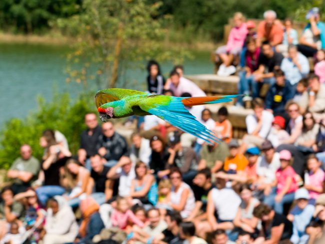 PARC DES OISEAUX