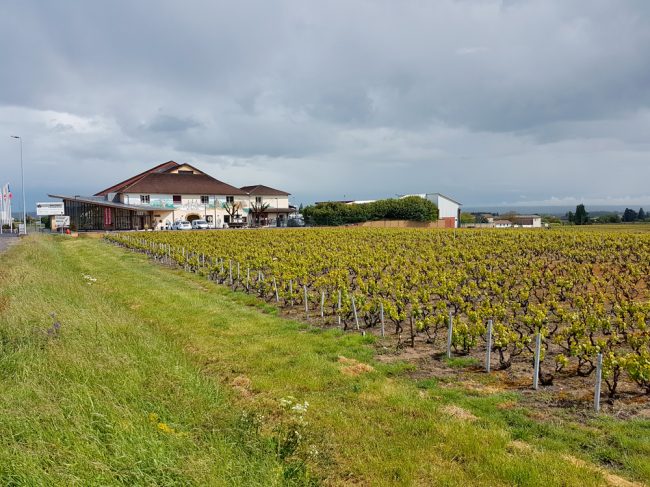 VINESCENCE