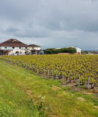 VINESCENCE